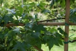 Amberboom Als Leivorm (Liquidambar Styraciflua) -DIRECTPLANT Winkel liquidambar styraciflua 3 1