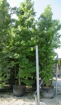 Meerstammige Amberboom (Liquidambar Styraciflua) -DIRECTPLANT Winkel liquidambar styraciflua 500 550 meerstammig
