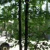 Meerstammige Amberboom (Liquidambar Styraciflua) 1 Meerstammige Amberboom (Liquidambar Styraciflua) -DIRECTPLANT Winkel liquidambar styraciflua 500 550 meerstammig 7