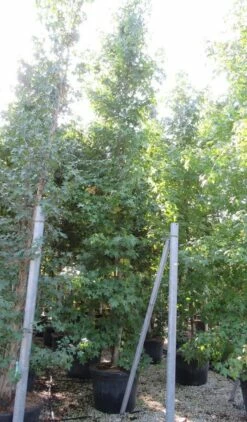 Meerstammige Amberboom (Liquidambar Styraciflua) -DIRECTPLANT Winkel liquidambar styraciflua 500 550 meerstammig 9