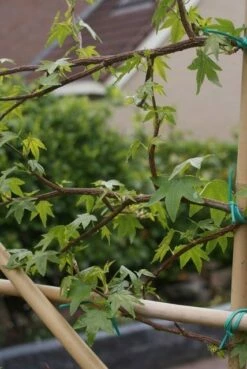 Amberboom Als Leivorm (Liquidambar Styraciflua) -DIRECTPLANT Winkel liquidambar styraciflua 5 1