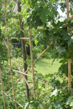 Amberboom Als Leivorm (Liquidambar Styraciflua) -DIRECTPLANT Winkel liquidambar styraciflua 6 1