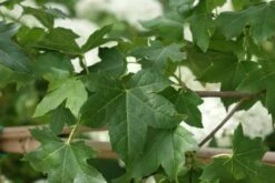 Amberboom Als Leivorm (Liquidambar Styraciflua) -DIRECTPLANT Winkel liquidambar styraciflua 7 2