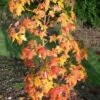 Amberboom (Liquidambar Styraciflua 'Golden Sun') -DIRECTPLANT Winkel liquidambargoldensun01