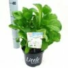 Kleinblijvende Hortensia (Hydrangea Macr. 'Little White'®) -DIRECTPLANT Winkel litgtlewhite2 1