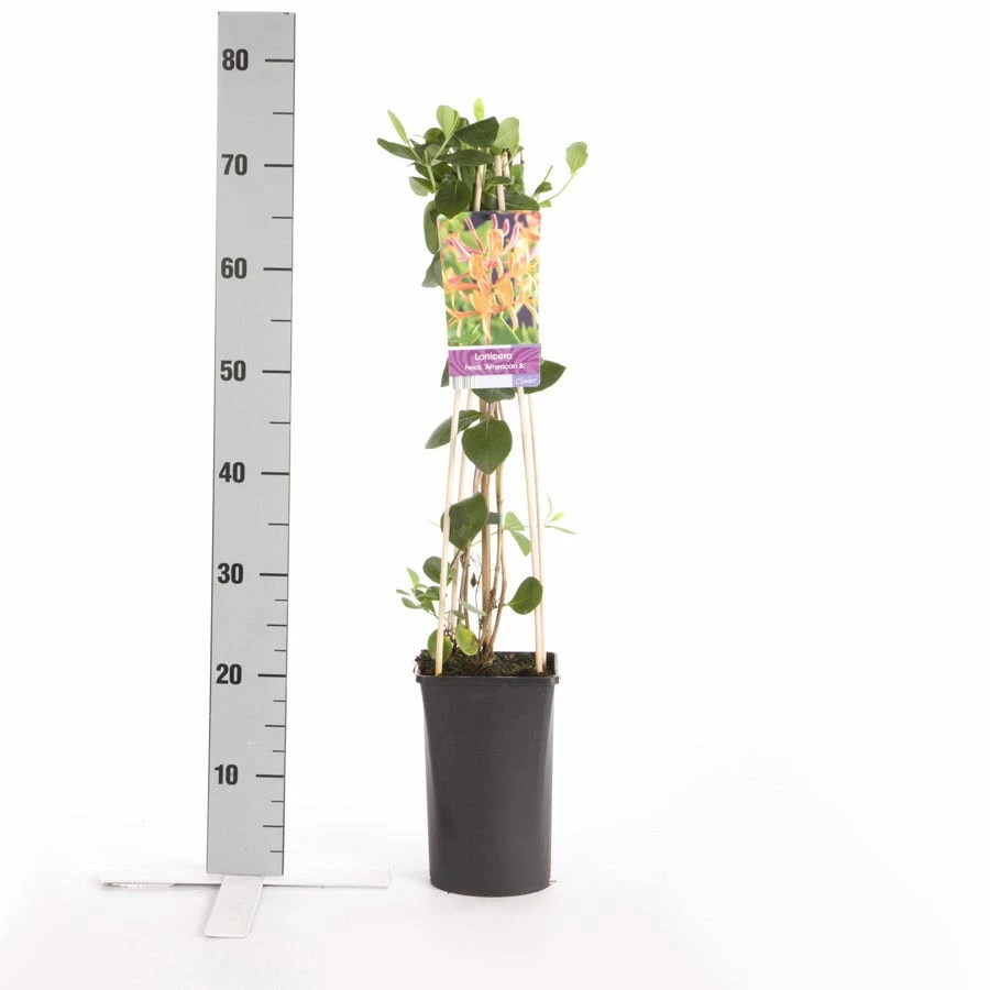 Kamperfoelie (Lonicera Heckrottii 'American Beauty') 4 Kamperfoelie (Lonicera Heckrottii 'American Beauty') - Afbeelding 2