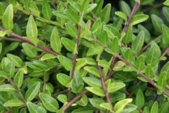 Struikkamperfoelie (Lonicera Pileata)