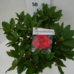 Rhododendron (Rhododendron 'Lord Roberts') -DIRECTPLANT Winkel lord robert c7.5 boven 1