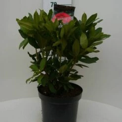 Rhododendron (Rhododendron 'Lord Roberts') 10 Rhododendron (Rhododendron 'Lord Roberts') -DIRECTPLANT Winkel lord robert c7.5 voor