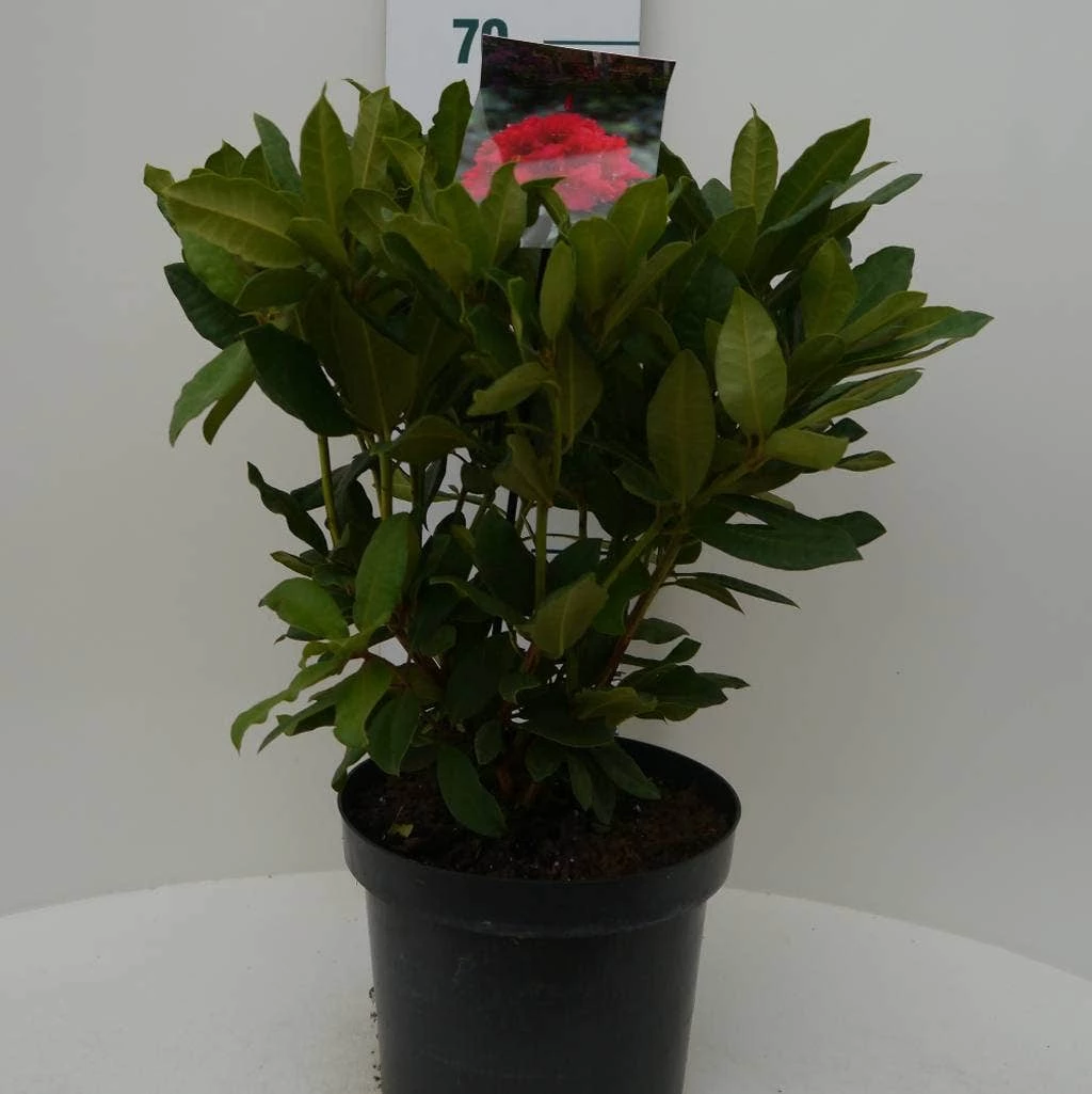 Rhododendron (Rhododendron 'Lord Roberts') 4 Rhododendron (Rhododendron 'Lord Roberts') - Afbeelding 2