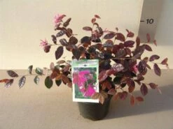 Loropetalum (Loropetalum 'Fire Dance') -DIRECTPLANT Winkel loropetalum chin. fire dance p15 2