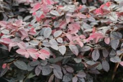 Loropetalum (Loropetalum 'Fire Dance') -DIRECTPLANT Winkel loropetalum chinense fire dance 1