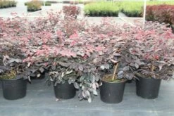 Loropetalum (Loropetalum 'Fire Dance') -DIRECTPLANT Winkel loropetalum chinense fire dance 2