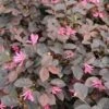 Loropetalum (Loropetalum 'Fire Dance') -DIRECTPLANT Winkel loropetalum fire dance 1