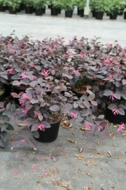 Loropetalum (Loropetalum 'Fire Dance') -DIRECTPLANT Winkel loropetalum fire dance 2
