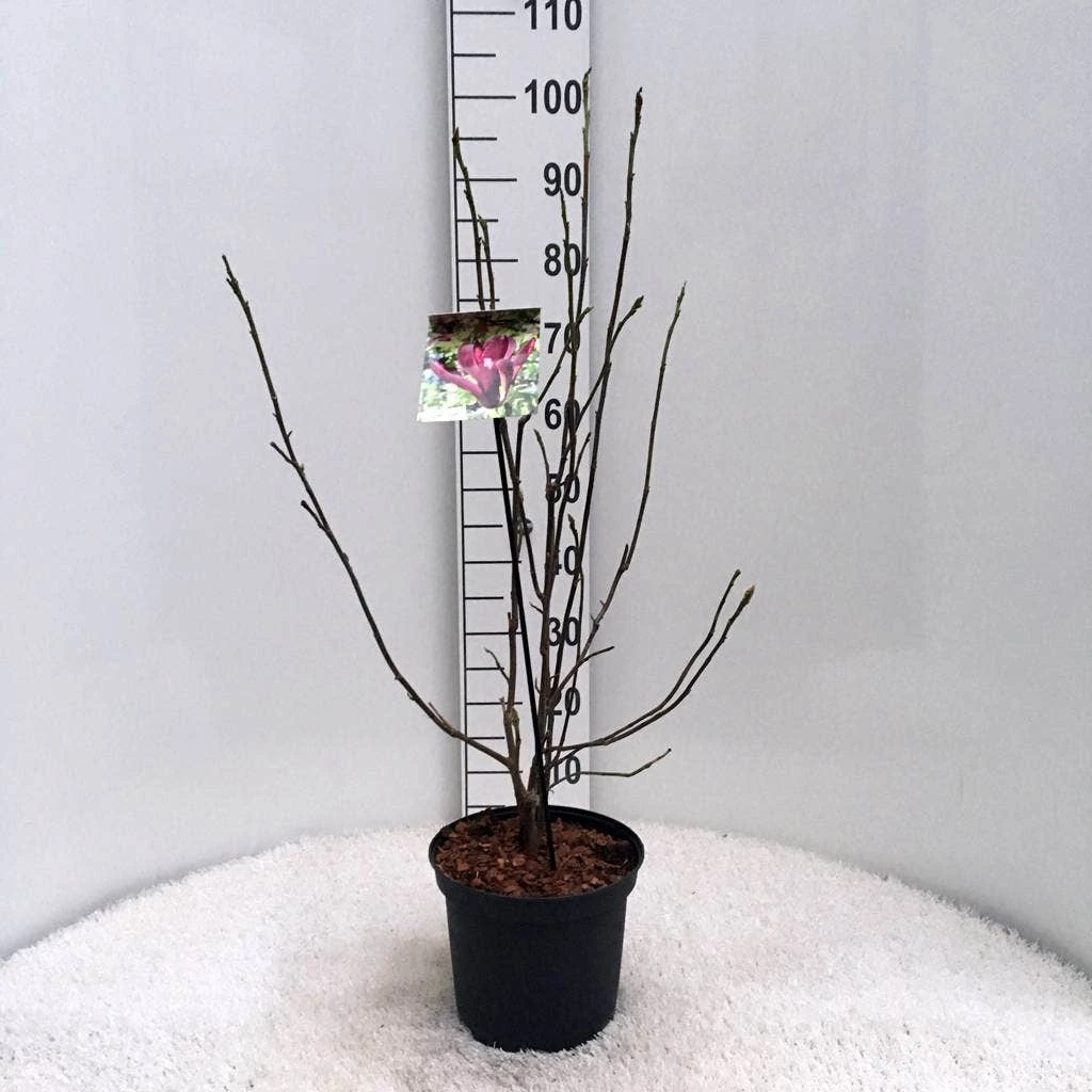 Beverboom (Magnolia Liliiflora 'Nigra') 7 Beverboom (Magnolia Liliiflora 'Nigra') - Afbeelding 5