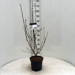 Beverboom (Magnolia Soulangeana) 14 Beverboom (Magnolia Soulangeana) -DIRECTPLANT Winkel m. soulangeana c5 1