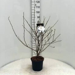 Stermagnolia (Magnolia Stellata) -DIRECTPLANT Winkel m. stellata c5