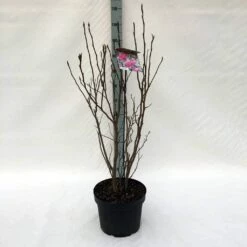 Beverboom, Struik (Magnolia Susan) -DIRECTPLANT Winkel m. susan c10 1