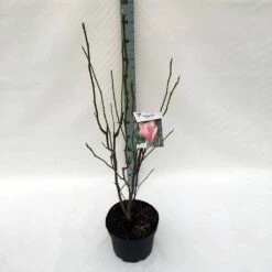 Beverboom (Magnolia 'Heaven Scent') -DIRECTPLANT Winkel ma. heaven scent c10