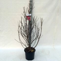 Beverboom, Struik (Magnolia Susan) -DIRECTPLANT Winkel ma. susan c15 125 150 cm 1