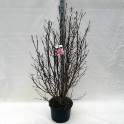 Beverboom, Struik (Magnolia Susan) -DIRECTPLANT Winkel ma. susan c15 150 cm 1