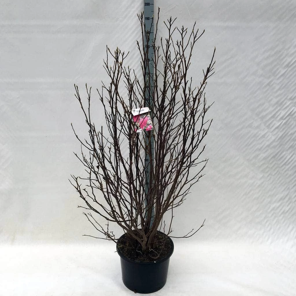 Beverboom, Struik (Magnolia Susan) 13 Beverboom, Struik (Magnolia Susan) - Afbeelding 11