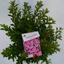 Japanse Azalea (Rhododendron 'Madame Van Hecke') -DIRECTPLANT Winkel mad. v. hecke c4 boven 1