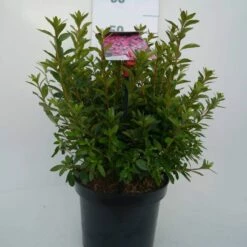 Japanse Azalea (Rhododendron 'Madame Van Hecke') -DIRECTPLANT Winkel mad. v. hecke c4 voor 1