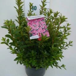 Japanse Azalea (Rhododendron 'Madame Van Hecke') -DIRECTPLANT Winkel mad. v. hecke c4 zij