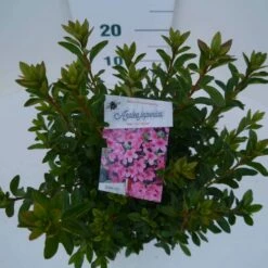 Japanse Azalea (Rhododendron 'Madame Van Hecke') -DIRECTPLANT Winkel mad. van hecke c2 boven 1