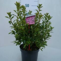 Japanse Azalea (Rhododendron 'Madame Van Hecke') -DIRECTPLANT Winkel mad. van hecke c2 voor