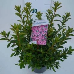 Japanse Azalea (Rhododendron 'Madame Van Hecke') -DIRECTPLANT Winkel mad. van hecke c2 zij 1