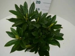 Rhododendron (Rhododendron 'Madame Masson') -DIRECTPLANT Winkel madamme masson c2 boven