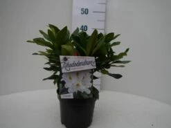 Rhododendron (Rhododendron 'Madame Masson') -DIRECTPLANT Winkel madamme masson c2 voor