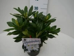 Rhododendron (Rhododendron 'Madame Masson') -DIRECTPLANT Winkel madamme masson c2 zij 1