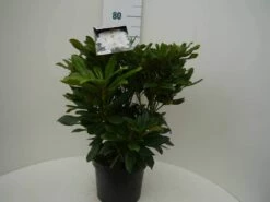 Rhododendron (Rhododendron 'Madame Masson') -DIRECTPLANT Winkel madamme masson c7.5 voor