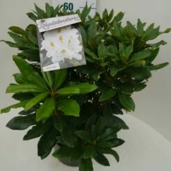 Rhododendron (Rhododendron 'Madame Masson') -DIRECTPLANT Winkel madamme masson c7.5 zij 1