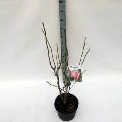 Beverboom (Magnolia 'Heaven Scent') 9 Beverboom (Magnolia 'Heaven Scent') -DIRECTPLANT Winkel mag. heaven scent c10 1