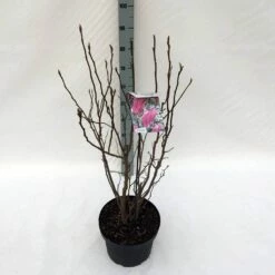 Beverboom, Struik (Magnolia Susan) 22 Beverboom, Struik (Magnolia Susan) -DIRECTPLANT Winkel mag. susan c10