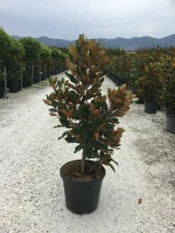 Beverboom (Magnolia Grandiflora 'Little Gem') -DIRECTPLANT Winkel magnola little gem 125 150 c25