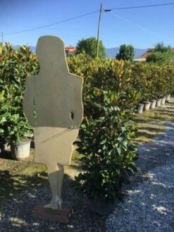 Beverboom (Magnolia Grandiflora 'Little Gem') -DIRECTPLANT Winkel magnola little gem 125 150 c25 2