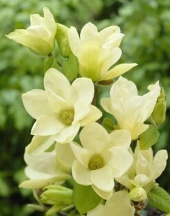 Beverboom (Magnolia 'Yellow River')