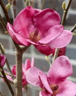 Beverboom (Magnolia 'Genie') -DIRECTPLANT Winkel magnolia genie 4