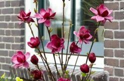 Beverboom (Magnolia 'Genie') -DIRECTPLANT Winkel magnolia genie 6