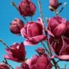 Beverboom (Magnolia 'Genie') -DIRECTPLANT Winkel magnolia genie 8