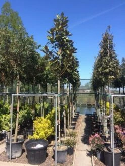 Beverboom (Magnolia Grandiflora 'Gallissoniere') -DIRECTPLANT Winkel magnolia grandiflora 10 12 1