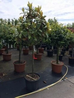 Groenblijvende Magnolia Op Stam (Magnolia Grandiflora 'Gallissoniere')