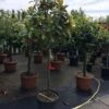 Groenblijvende Magnolia Op Stam (Magnolia Grandiflora 'Gallissoniere') -DIRECTPLANT Winkel magnolia grandiflora 12 14cm halfstam 100cm stam