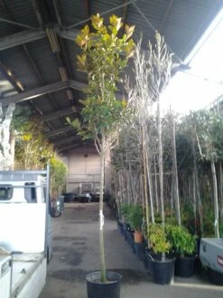 Beverboom (Magnolia Grandiflora 'Gallissoniere') -DIRECTPLANT Winkel magnolia grandiflora 1 1